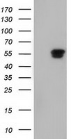 NT5DC1 Antibody - HEK293T cells were transfected with the pCMV6-ENTRY control (Left lane) or pCMV6-ENTRY NT5DC1 (Right lane) cDNA for 48 hrs and lysed. Equivalent amounts of cell lysates (5 ug per lane) were separated by SDS-PAGE and immunoblotted with anti-NT5DC1.