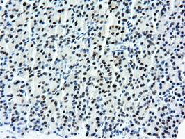 NT5DC1 Antibody - IHC of paraffin-embedded Human pancreas tissue using anti-NT5DC1 mouse monoclonal antibody.
