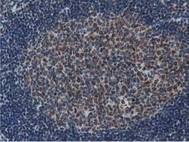 NT5DC1 Antibody - IHC of paraffin-embedded Human lymph node tissue using anti-NT5DC1 mouse monoclonal antibody.
