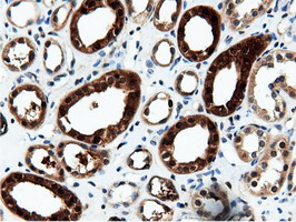 NT5DC1 Antibody - IHC of paraffin-embedded Human Kidney tissue using anti-NT5DC1 mouse monoclonal antibody.