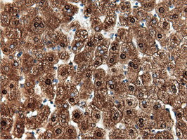 NT5DC1 Antibody - IHC of paraffin-embedded Human liver tissue using anti-NT5DC1 mouse monoclonal antibody.