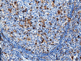 NT5DC1 Antibody - IHC of paraffin-embedded Human lymph node tissue using anti-NT5DC1 mouse monoclonal antibody.