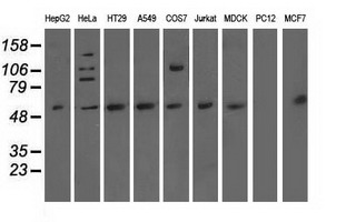 NT5DC1 Antibody - Western blot of extracts (35 ug) from 9 different cell lines by using anti-NT5DC1 monoclonal antibody.