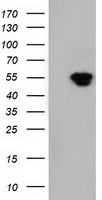 NT5DC1 Antibody - HEK293T cells were transfected with the pCMV6-ENTRY control (Left lane) or pCMV6-ENTRY NT5DC1 (Right lane) cDNA for 48 hrs and lysed. Equivalent amounts of cell lysates (5 ug per lane) were separated by SDS-PAGE and immunoblotted with anti-NT5DC1.