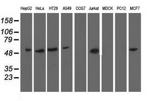 NT5DC1 Antibody - Western blot analysis of extracts (35ug) from 9 different cell lines by using anti-NT5DC1 monoclonal antibody.