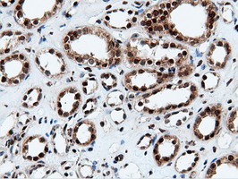NT5DC1 Antibody - Immunohistochemical staining of paraffin-embedded Human Kidney tissue using anti-NT5DC1 mouse monoclonal antibody.