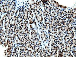 NT5DC1 Antibody - Immunohistochemical staining of paraffin-embedded Human pancreas tissue using anti-NT5DC1 mouse monoclonal antibody.