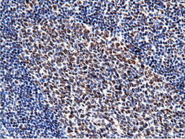 NT5DC1 Antibody - Immunohistochemical staining of paraffin-embedded Human lymph node tissue using anti-NT5DC1 mouse monoclonal antibody.