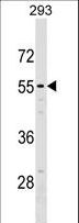 NT5DC2 Antibody - NT5D2 Antibody western blot of 293 cell line lysates (35 ug/lane). The NT5D2 antibody detected the NT5D2 protein (arrow).