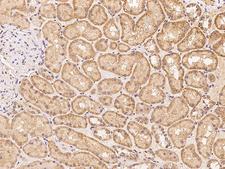 NT5DC2 Antibody - Immunochemical staining of human NT5DC2 in human kidney with rabbit polyclonal antibody at 1:100 dilution, formalin-fixed paraffin embedded sections.