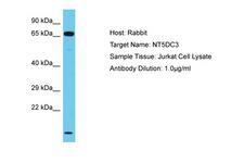 NT5DC3 Antibody -  This image was taken for the unconjugated form of this product. Other forms have not been tested.