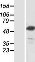 NT5DC3 Protein - Western validation with an anti-DDK antibody * L: Control HEK293 lysate R: Over-expression lysate