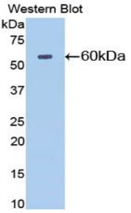 NT5E / eNT / CD73 Antibody - Western blot of recombinant NT5E / eNT / CD73.  This image was taken for the unconjugated form of this product. Other forms have not been tested.