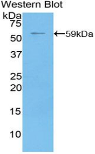 NT5E / eNT / CD73 Antibody - Western blot of recombinant NT5E / eNT / CD73.  This image was taken for the unconjugated form of this product. Other forms have not been tested.