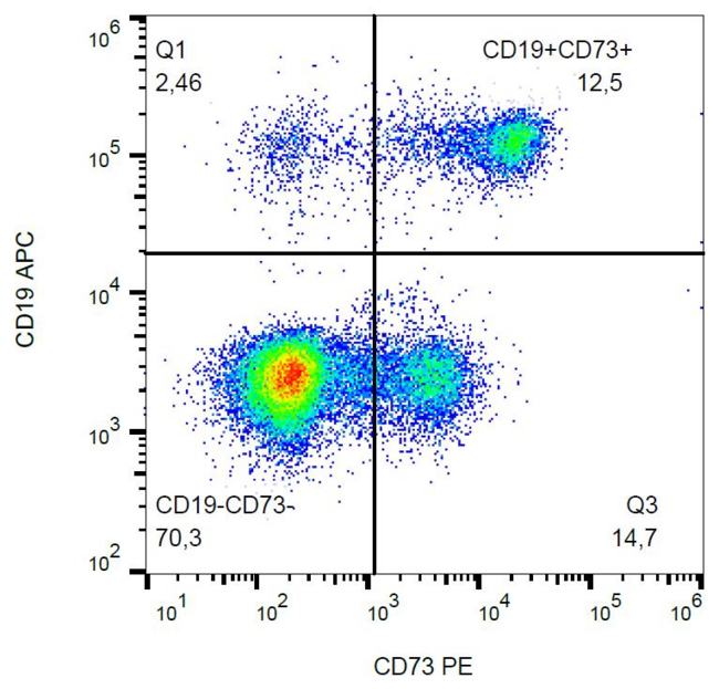 NT5E / eNT / CD73 Antibody - Surface staining (flow cytometry) of human peripheral blood with anti-human CD73 (AD2) PE. 