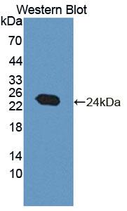 NT5M Antibody - Western Blot; Sample: Recombinant protein.