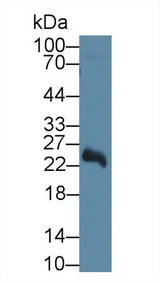 NT5M Antibody - Western Blot; Sample: Mouse Cerebrum lysate; Primary Ab: 1µg/ml Rabbit Anti-Human NT5M Antibody Second Ab: 0.2µg/mL HRP-Linked Caprine Anti-Rabbit IgG Polyclonal Antibody