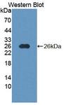NT5M Antibody - Western Blot; Sample: Recombinant protein.