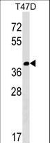 NTAN1 / PNAD Antibody - NTAN1 Antibody western blot of T47D cell line lysates (35 ug/lane). The NTAN1 antibody detected the NTAN1 protein (arrow).