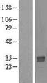 NTAN1 / PNAD Protein - Western validation with an anti-DDK antibody * L: Control HEK293 lysate R: Over-expression lysate
