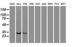 NTF3 / Neurotrophin 3 Antibody - Western blot of extracts (35 ug) from 9 different cell lines by using anti-NTF3 monoclonal antibody.
