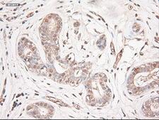 NTF3 / Neurotrophin 3 Antibody - IHC of paraffin-embedded breast using anti-NTF3 mouse monoclonal antibody.