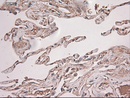 NTF3 / Neurotrophin 3 Antibody - IHC of paraffin-embedded lung using anti-NTF3 mouse monoclonal antibody.