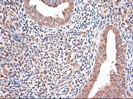 NTF3 / Neurotrophin 3 Antibody - IHC of paraffin-embedded endometrium using anti-NTF3 mouse monoclonal antibody.