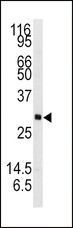 NTF3 / Neurotrophin 3 Antibody - Western blot of anti-NTF3 Antibody in mouse brain tissue lysates (35 ug/lane). NTF3 (arrow) was detected using the purified antibody.