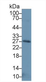 NTF3 / Neurotrophin 3 Antibody - Western Blot; Sample: Human Placenta lysate; Primary Ab: 1µg/ml Rabbit Anti-Human NT3 Antibody Second Ab: 0.2µg/mL HRP-Linked Caprine Anti-Rabbit IgG Polyclonal Antibody
