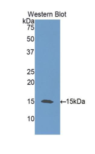 NTF3 / Neurotrophin 3 Antibody - Western blot of recombinant NTF3 / Neurotrophin 3 / NT-3.  This image was taken for the unconjugated form of this product. Other forms have not been tested.