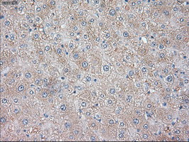NTF3 / Neurotrophin 3 Antibody - IHC of paraffin-embedded Human liver tissue using anti-NTF3 mouse monoclonal antibody.