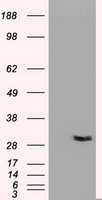 NTF3 / Neurotrophin 3 Antibody - NT3 antibody (3D4) at 1:10000 + Recombinant Human NT3.
