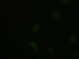 NTF3 / Neurotrophin 3 Antibody - Anti-NTF3 mouse monoclonal antibody  immunofluorescent staining of HeLa cells transiently transfected by pCMV6-ENTRY NTF3.