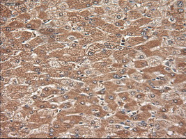 NTF3 / Neurotrophin 3 Antibody - IHC of paraffin-embedded liver using anti-NTF3 mouse monoclonal antibody.