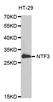 NTF3 / Neurotrophin 3 Antibody - Western blot analysis of extracts of HT-29 cell line, using NTF3 antibody.