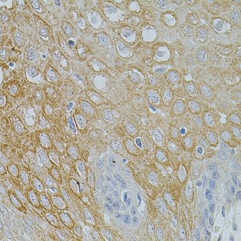 NTF3 / Neurotrophin 3 Antibody - Immunohistochemistry of paraffin-embedded human esophagus tissue.