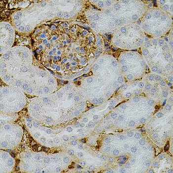 NTF3 / Neurotrophin 3 Antibody - Immunohistochemistry of paraffin-embedded mouse kidney tissue.