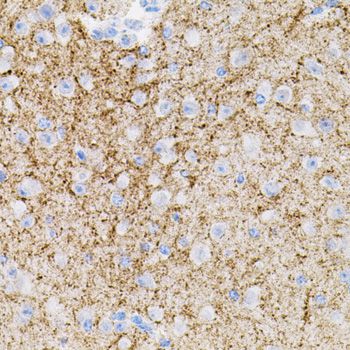 NTF3 / Neurotrophin 3 Antibody - Immunohistochemistry of paraffin-embedded mouse brain using NTF3 antibody (40x lens).