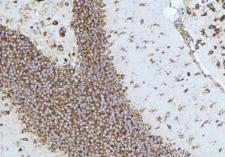NTF3 / Neurotrophin 3 Antibody - 1:100 staining mouse brain tissue by IHC-P. The sample was formaldehyde fixed and a heat mediated antigen retrieval step in citrate buffer was performed. The sample was then blocked and incubated with the antibody for 1.5 hours at 22°C. An HRP conjugated goat anti-rabbit antibody was used as the secondary.