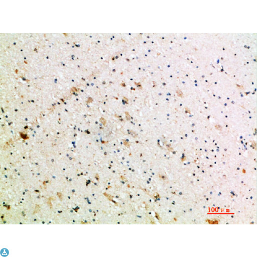 NTF3 / Neurotrophin 3 Antibody - Immunohistochemical analysis of paraffin-embedded human-brain, antibody was diluted at 1:200.