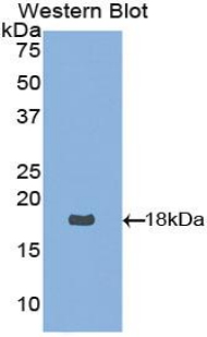 NTF4 / Neurotrophin 4 Antibody - Western blot of recombinant NTF4 / NT4 / Neurotrophin 4.  This image was taken for the unconjugated form of this product. Other forms have not been tested.