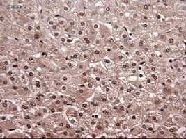 NTF4 / Neurotrophin 4 Antibody - Immunohistochemical staining of paraffin-embedded liver using anti-NTF4 mouse monoclonal antibody.