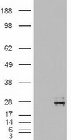 NTF4 / Neurotrophin 4 Antibody - HEK293T cells were transfected with the pCMV6-ENTRY control (Left lane) or pCMV6-ENTRY NTF4 (Right lane) cDNA for 48 hrs and lysed. Equivalent amounts of cell lysates (5 ug per lane) were separated by SDS-PAGE and immunoblotted with anti-NTF4.