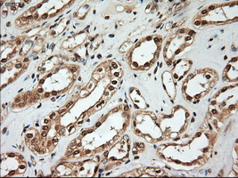 NTF4 / Neurotrophin 4 Antibody - Immunohistochemical staining of paraffin-embedded kidney using anti-NTF4 mouse monoclonal antibody.