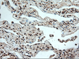 NTF4 / Neurotrophin 4 Antibody - Immunohistochemical staining of paraffin-embedded lung using anti-NTF4 mouse monoclonal antibody.