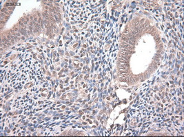 NTF4 / Neurotrophin 4 Antibody - Immunohistochemical staining of paraffin-embedded endometrium using anti-NTF4 mouse monoclonal antibody.