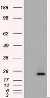 NTF4 / Neurotrophin 4 Antibody - NT4 antibody (4D2) at 1:20000 + Recombinant Human NT4.