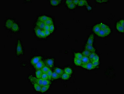 NTF4 / Neurotrophin 4 Antibody - Immunofluorescent analysis of PC-3 cells using NTF4 Antibody at dilution of 1:100 and Alexa Fluor 488-congugated AffiniPure Goat Anti-Rabbit IgG(H+L)