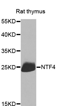 NTF4 / Neurotrophin 4 Antibody - Western blot analysis of extracts of rat thymus, using NTF4 antibody at 1:1000 dilution. The secondary antibody used was an HRP Goat Anti-Rabbit IgG (H+L) at 1:10000 dilution. Lysates were loaded 25ug per lane and 3% nonfat dry milk in TBST was used for blocking. An ECL Kit was used for detection and the exposure time was 10s.